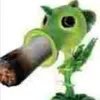 bluntpeashooter