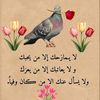 samer_.518