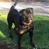 raja_rehaan