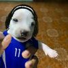 tim._.hello