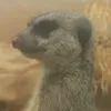 simonerle