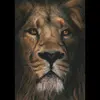 lion.kingx123