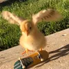deddgrl