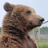 totibear15