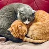 furrycatstories