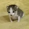 hwkmlka