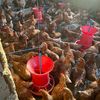 poultry_with_ra