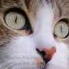 gattnina