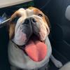 sully_english_bulldog