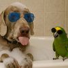 BLU 🧿 y RIO 🦜