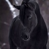 blackhors10