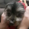 miguel_iggy