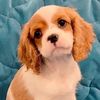 georgiethecavalier