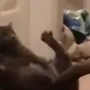 inexpie