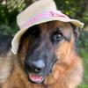 romeo_germanshepherd_dog