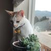 dumakitty