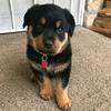 kala_bear_the_rotty