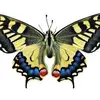 yasmin_g_a_butterfly