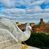 n.786_omid_