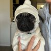 milli.da.pug