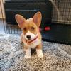 herbiethecorgipup