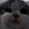 ayusrlstr_