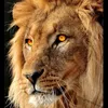 الاسد واثق الخطى ٢