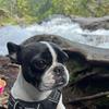 daisythehikingfrenchie