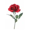 rosaaa.10