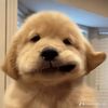 chocolatelavaani