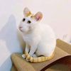 atharaja_