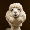 Russian_alpacas