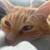 carlolikescats
