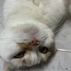 tan_8769