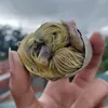 hamburgerwithfish