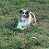 cindydouglas632