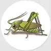 grasshoppermoth