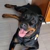 luna.rottwailer