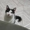 sephy_akuma
