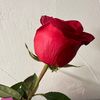 pinkypromise034