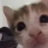 elfy_san