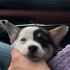 roviethecorgi