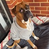 a_boxer_named_boston