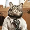 catman1827kwai