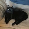 catmom73