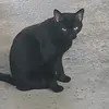 el.gato.negro27