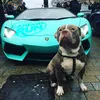 cars_and_bullys