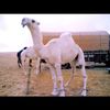 aboturki049