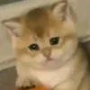 babypeemoo