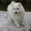 tessuthespitz